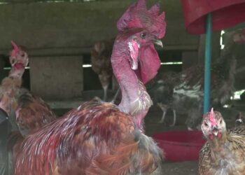 Preserving the native birds – Tsirang