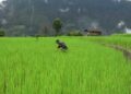 Farmers lose paddy to rat infestation in Zhemgang