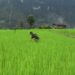 Farmers lose paddy to rat infestation in Zhemgang