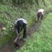 Tsirang Toed Gewog re-employs roadside workers