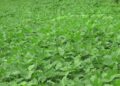 Adzuki beans-A promising cash crop for farmers in Tsirang