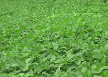 Adzuki beans-A promising cash crop for farmers in Tsirang