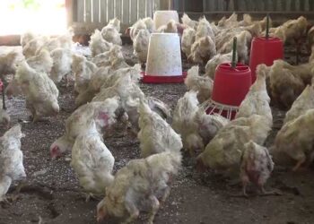 The only broiler farm struggling to sell chickens – Pema Gatshel