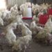 The only broiler farm struggling to sell chickens – Pema Gatshel