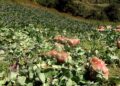 Farmers in Sephu request for auction yard in their district- W/Phodrang