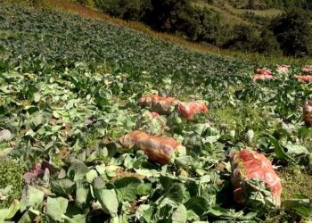 Farmers in Sephu request for auction yard in their district- W/Phodrang