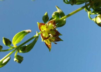 Farmers in Lauri become a part of Chanel, a French luxury fashion house