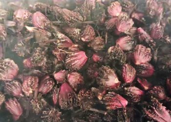 Cardamom replaces other cash crops in Zhemgang