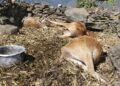 Farmer loses four cattle to suspected leopard attack