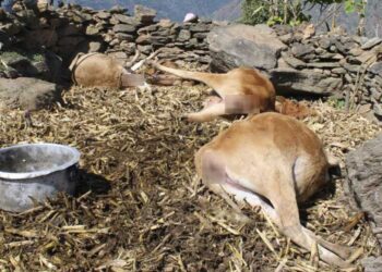 Farmer loses four cattle to suspected leopard attack