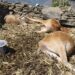 Farmer loses four cattle to suspected leopard attack