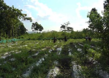 Farmers stop cultivating winter chilli after poor yield and low price- S/Jongkhar