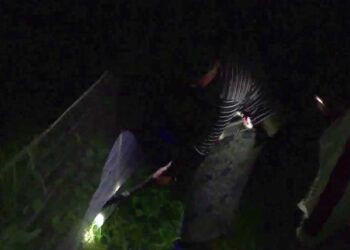 Farmers struggle to guard crops against wild animals