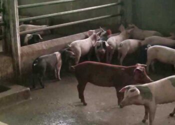 Poor market for local pork worries farmers in Tsirang