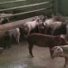 Poor market for local pork worries farmers in Tsirang