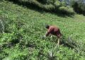 Pineapple as an alternative cash crop for Radhi farmers- Trashigang