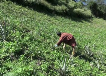 Pineapple as an alternative cash crop for Radhi farmers- Trashigang