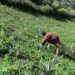 Pineapple as an alternative cash crop for Radhi farmers- Trashigang