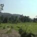 Damaged irrigation channel leaves paddy fields fallow – Samdrup Jongkhar