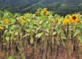 Sunflower cultivation gaining popularity in Bumthang