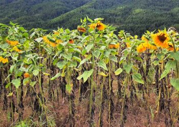 Sunflower cultivation gaining popularity in Bumthang