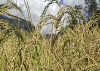 NCHM’s timely weather forecast saves farmers’ hard work from rain- Zhemgang