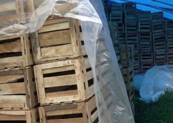 Shortage in supply of wooden crates perturbs orange exporters in Gelephu