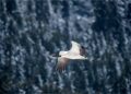 Collaborative efforts to conserve black-necked crane