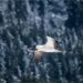 Collaborative efforts to conserve black-necked crane