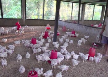 Livestock farming- a successful business to minimise imports of meat products