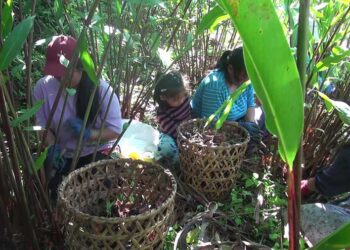 Banking on a single cash crop risky: Agriculture Minister