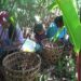 Banking on a single cash crop risky: Agriculture Minister