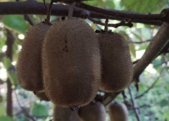 Trial kiwi project becoming a commercial venture