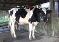 Increasing milk productivity by using cow mats