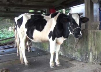 Increasing milk productivity by using cow mats