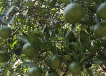 Orange growers expect bumper harvest in Zhemgang