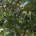 Orange growers expect bumper harvest in Zhemgang