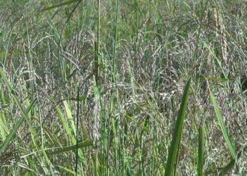 More farmers choose cultivating Sorbang rice variety- Radhi in T/gang