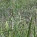 More farmers choose cultivating Sorbang rice variety- Radhi in T/gang