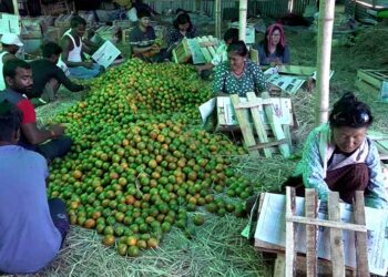 Bangladesh Dollar crisis worries Orange exporters in Gelephu