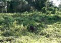 Bhutanese take over bush clearing works from Indian workers in Sarpang