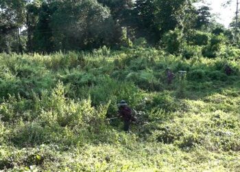 Bhutanese take over bush clearing works from Indian workers in Sarpang