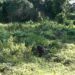 Bhutanese take over bush clearing works from Indian workers in Sarpang