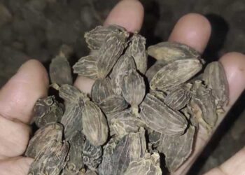 Low price disappoints cardamom growers in Zhemgang