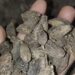 Low price disappoints cardamom growers in Zhemgang