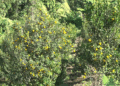 Orange growers in Martshala Gewog plead for road connectivity