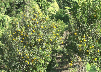 Orange growers in Martshala Gewog plead for road connectivity
