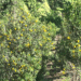 Orange growers in Martshala Gewog plead for road connectivity