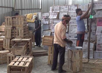 Shortage of crates affects orange exporters in Samtse