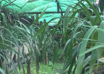 Gesarling Women’s Orchid Farm struggle to stay afloat